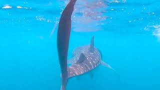 Best spot to snorkel or dive in the Maldives | Veligandu Island Resort &amp; Spa