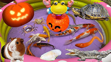 Quả Bí Ngô Halloween Biến Ra Con Cá Sấu, Bắt Chú Rùa Tinh Nghịch, Cá Koi, Cua, Lươn
