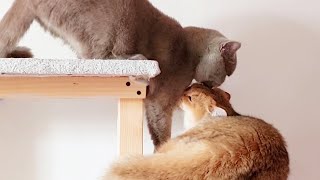 Funny and tender moments from the life of our kittens.