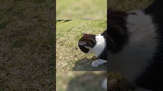 草むらから向かってくる野良猫#Shorts