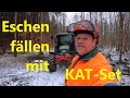 Eschen fällen mit einem KAT-Set