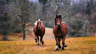 Cute😍 horse Videos Compilation cute moment of the horses - Cutest Horse😍🐎❤🐎#4