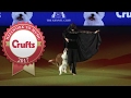 Heelwork To Music Competition Winner | Crufts 2017