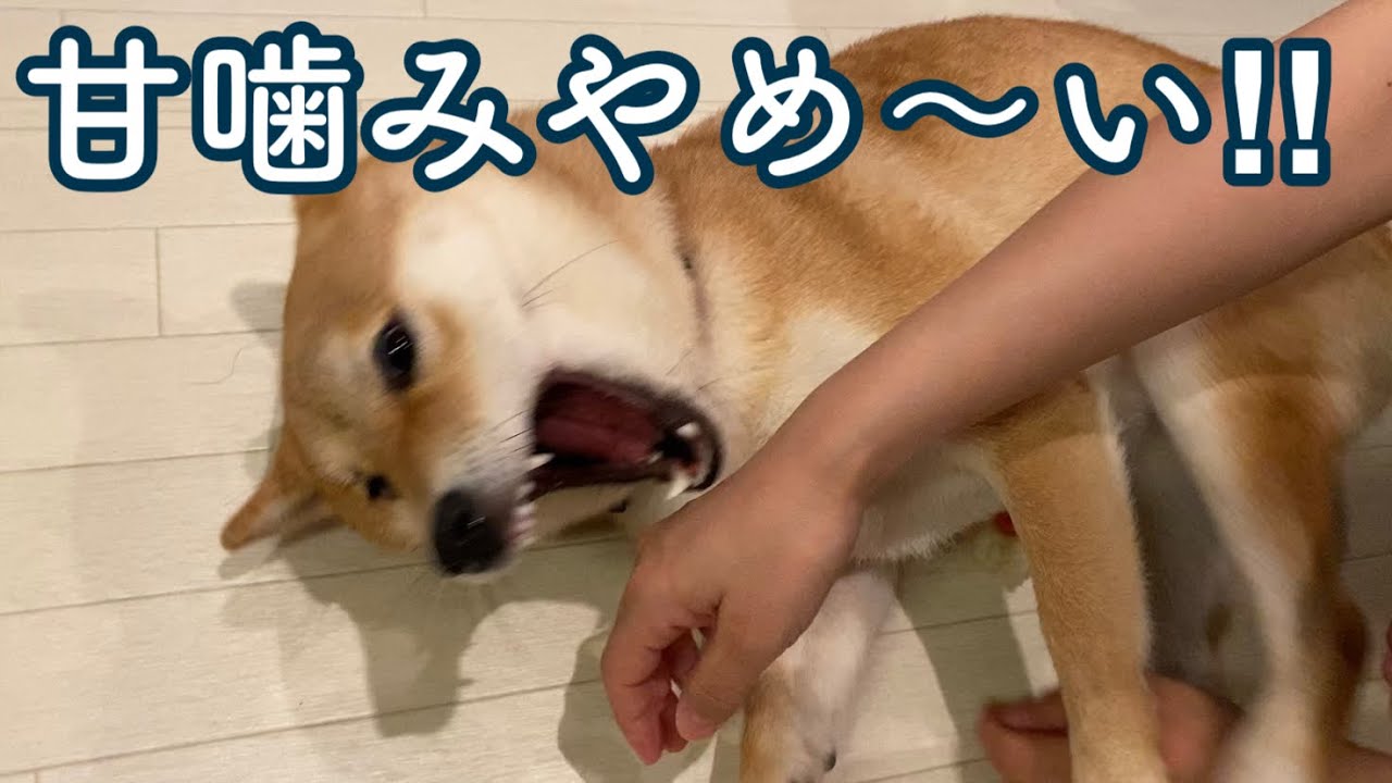 甘噛み 悩んでた柴犬の甘噛みが治った瞬間 浪速の柴犬 Shibainu Youtube