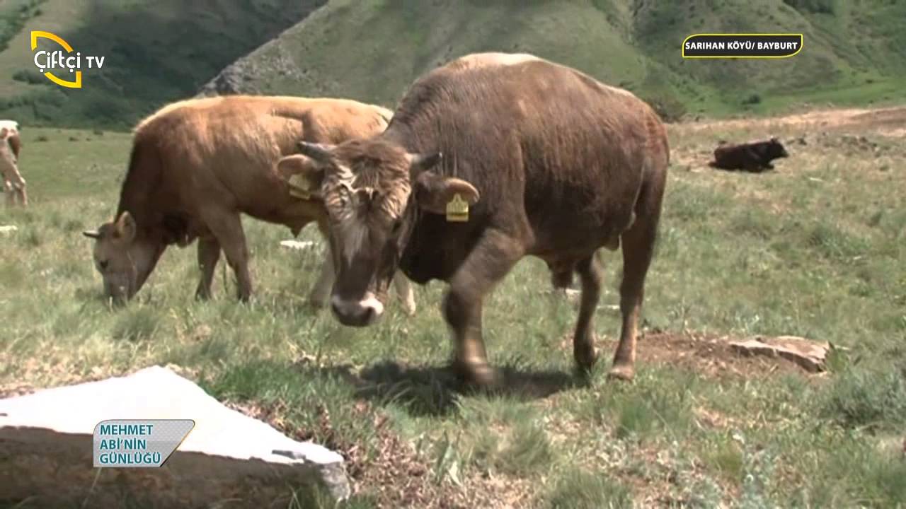 MEHMET ABİ'NİN GÜNLÜĞÜ - BAYBURT - 10. BÖLÜM