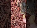A Chipmunk Taking a Peanut From my Hand