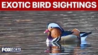 Exotic bird sightings rise across tri-state and Long Island Profile