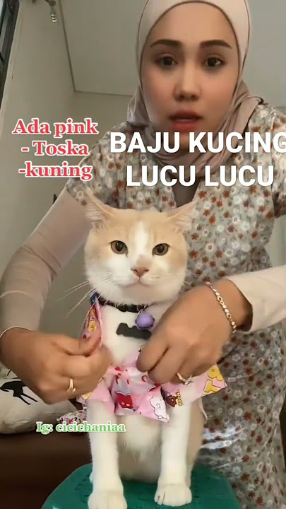 baju kucing lucu #shorts