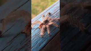 3 Spider Facts You Didn't Know | #facts #shorts #spiders