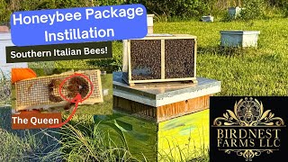 Installing a Package of Southern Italian Bees