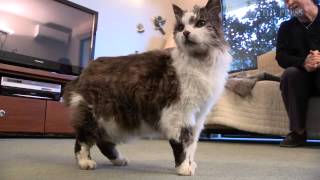 Sarah The 31 Year Old Cat