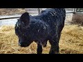 This is one way to grow your herd black Angus heifer calf