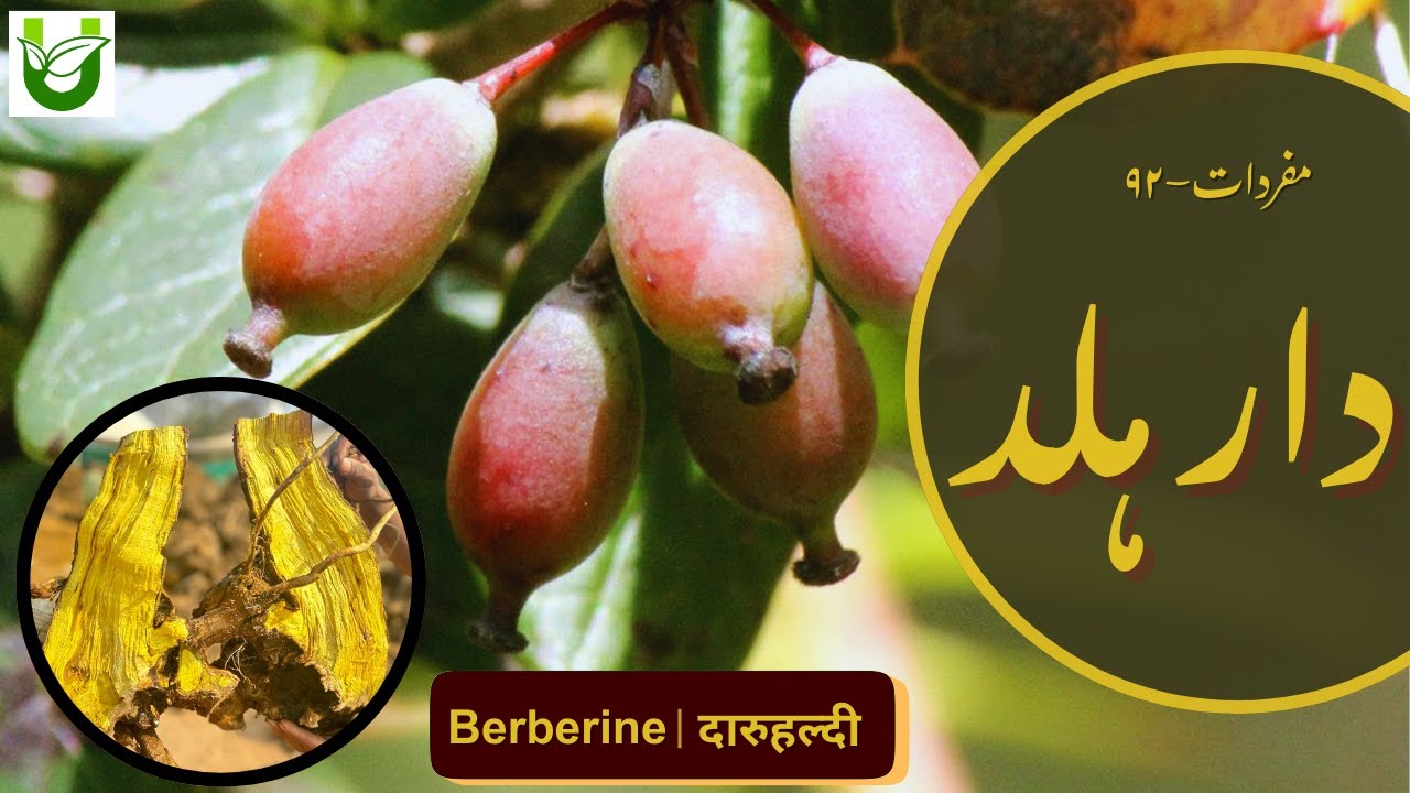 INDIAN BERBERI | Berberis aristata | دار ہلد