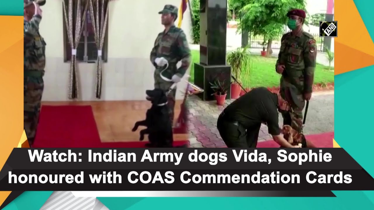 Watch: Indian Army dogs Vida, Sophie honoured with COAS Commendation ...