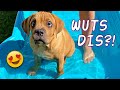 Blind puppys first time in pool cutest dog ever