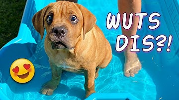Blind Puppy