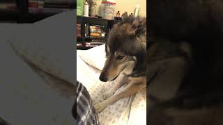 Ignoring A Wolf(dog)