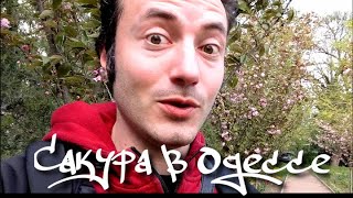 Что посетить в Одессе весной | Проверка бамбука у конкурентов:)
