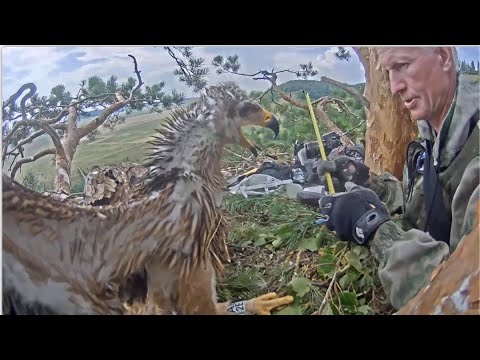 Video: Russian Eaglets - Alternative View