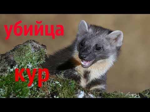 Как вывести хорька из курятника