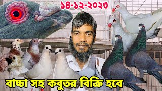 বুদা পেস্ট কবুতর ড্রাগন কবুতরের দাম রেসার ড্যানিশ গিরিবাজ কবুতর ফেন্সি কবুতর কিনুন ফরাহদ ভাই