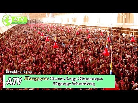 ቪዲዮ: ውሾች አጥንት መብላት ይችላሉ? ጥሬ እና የበሰለ አጥንት ለውሾች