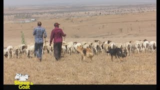 Sheep and Goat migration for greener pastures – Kajiado part 1