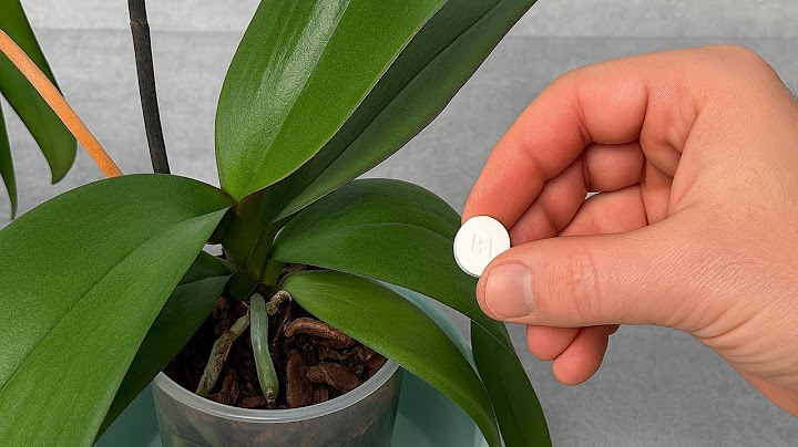 Put This Under Your Orchid – Roots Multiply Fast and Flowers Never Stop!