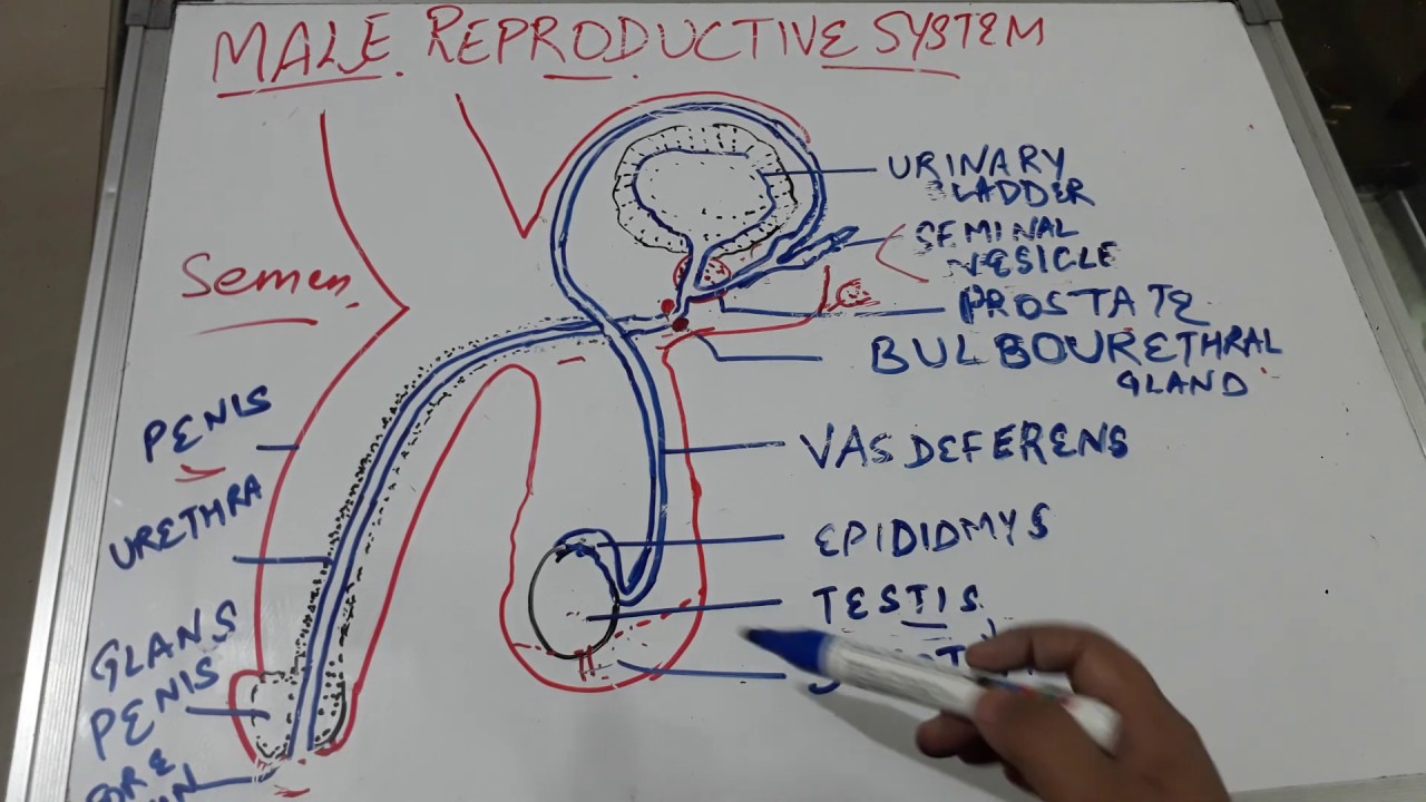 Ch 3 Human male reproductive system - YouTube