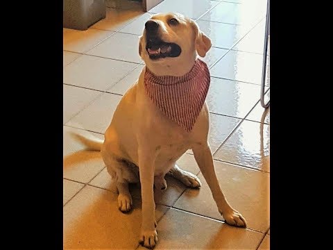 Video: Bandane per cani - Facile da fare