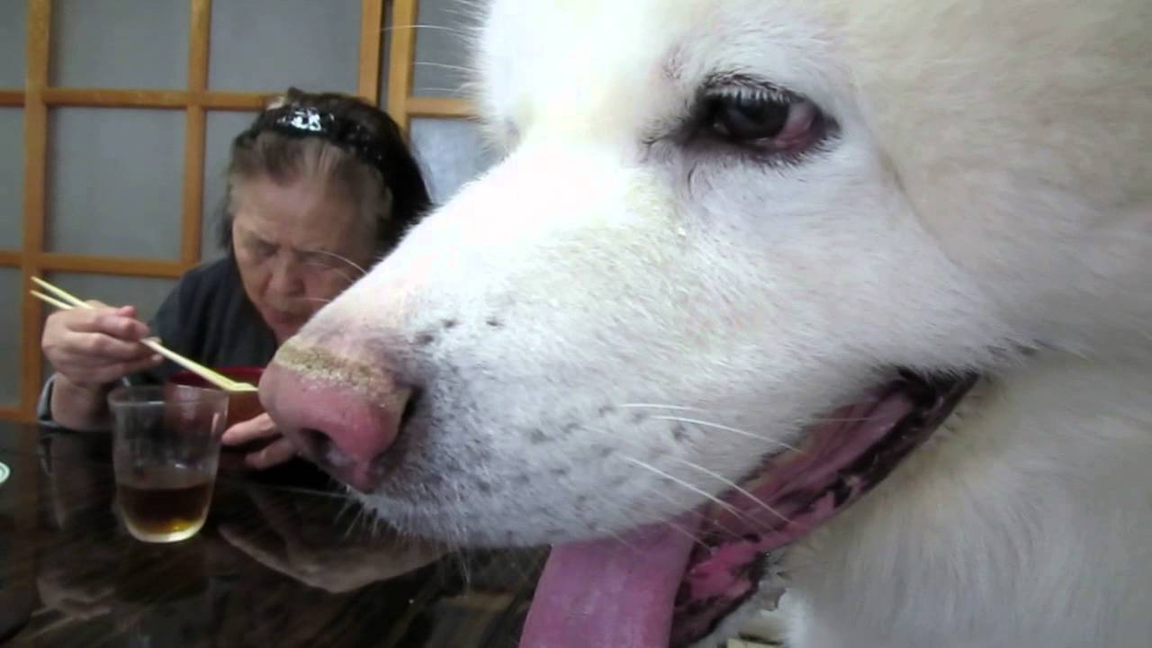 秋田犬げんき 美味しいうどんが食べたいけど貰えない Akita Dog Youtube