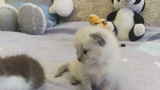 Говорящие Котята 🐈♥️🐈♥️🐈♥️🐈♥️