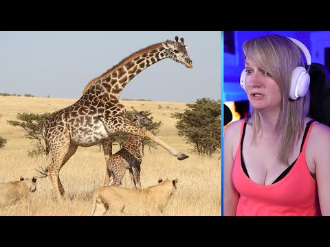 15 Epic And Intense Giraffe Vs Predator Moments Part 2 | Pets House