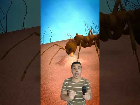 لسعه النمله الجباره اكسبلور فكرتين   دويتو الجيلي   ترند 