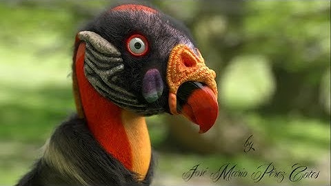 King Vulture (Render Time Lapse) in Blender