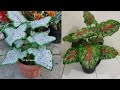 DIY  Tanaman Keladi dari Plastik Kresek | How to Make Caladium Bicolor from Plastic Bag