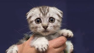 НЕЛЬЗЯ СМОТРЕТЬ Смешные зверьки Приколы с кошками - Новенькие шутки (2019) МатроскинТВ НЕЛЬЗЯ СМОТРЕТЬ Смешные зверьки Приколы с кошками - Новенькие шутки (2019) МатроскинТВ