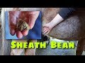 Horse Sheath Cleaning, Bean Removal and Riding Nikki