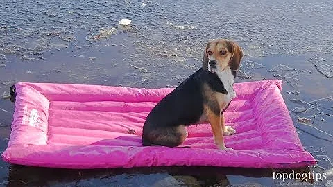 Can dogs go on a raft?