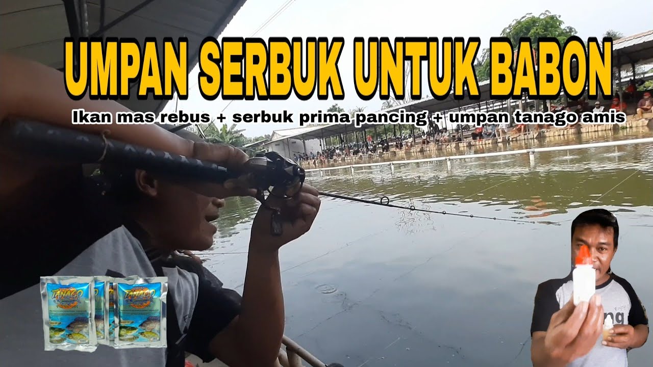 Umpan Serbuk Khusus Indukan, Lomba Ikan Mas Galapung