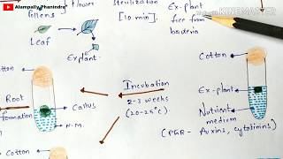 Organogenesis | Direct and Indirect organogenesis with notes | Plant biotechnology | Bio science