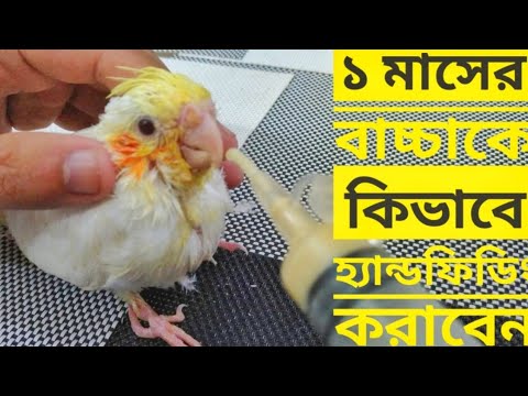 ভিডিও: কীভাবে পাখিদের খাওয়ানো যায়