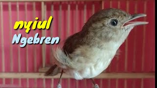 Pancingan burung Flamboyan gacor Nyiul dan Ngebren