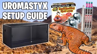 Uromastyx Setup for Beginners