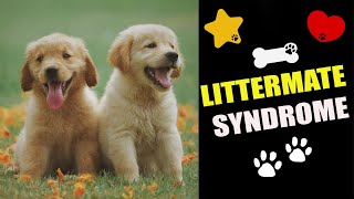 What Is Littermate Syndrome And How To Deal With It?