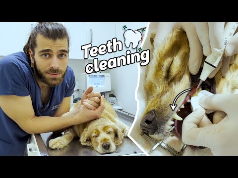 Video: Köpek Poop Halı Nasıl Temizlenir