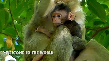 Welcome to the world!!! Cute newborn baby monkey start moving and want to walk for the first time