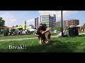 Best Dog Training in Columbus, Ohio! Columbus Arts Festival Heel! Silver Lab, Luna! Best Dog Training in Columbus, Ohio! Columbus Arts Festival Heel! Silver Lab, Luna!