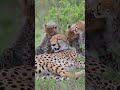 Nothing Feels Safer Than Mom❤️ #wildlife #nature #cubs #shorts #safari