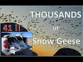 Eastern Shore Snow Goose Hunting | THOUSANDS of Snow Geese Working the Rig | 41 Bird Morning